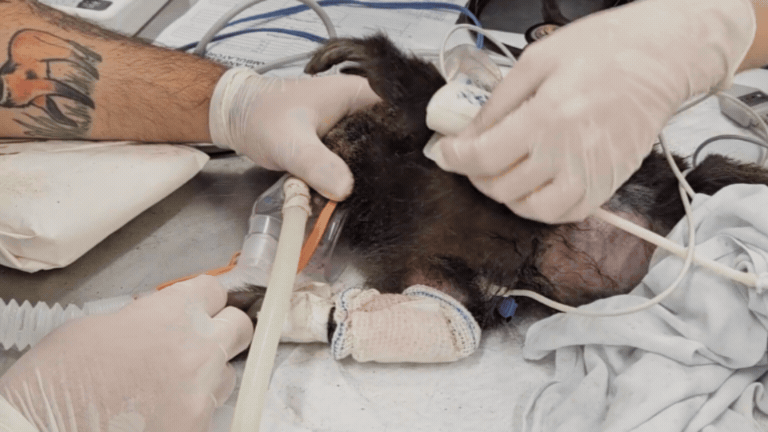 cemig uberlândia falta de energia macaco Reprodução/TV Integra
