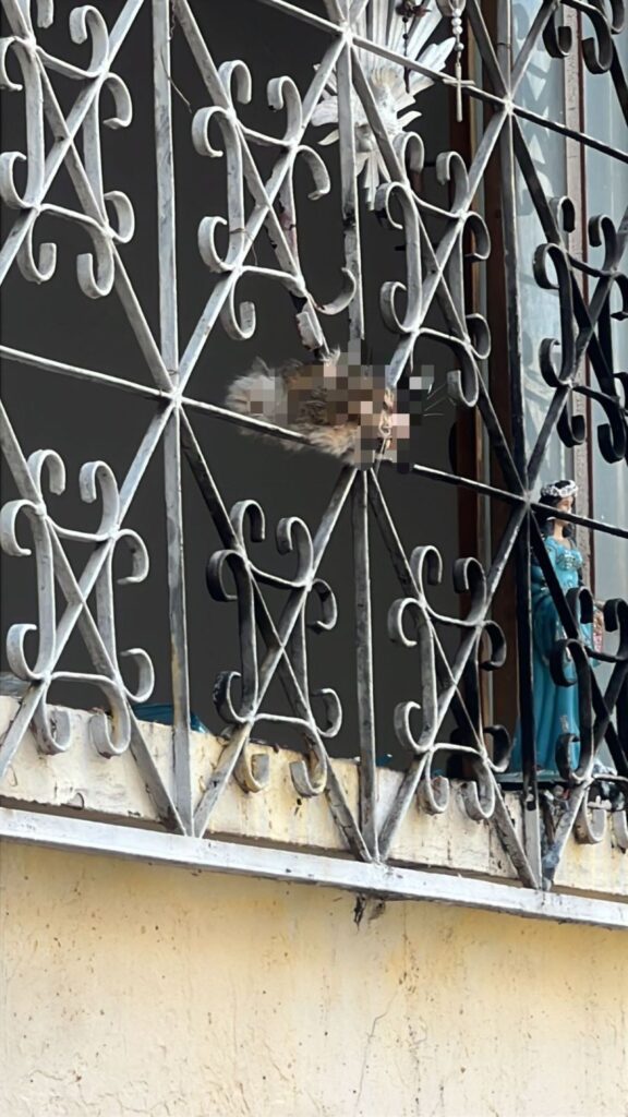Grade da janela onde a cabeça do gato foi pendurada em Divinópolis Flávio Marra/Divulgação