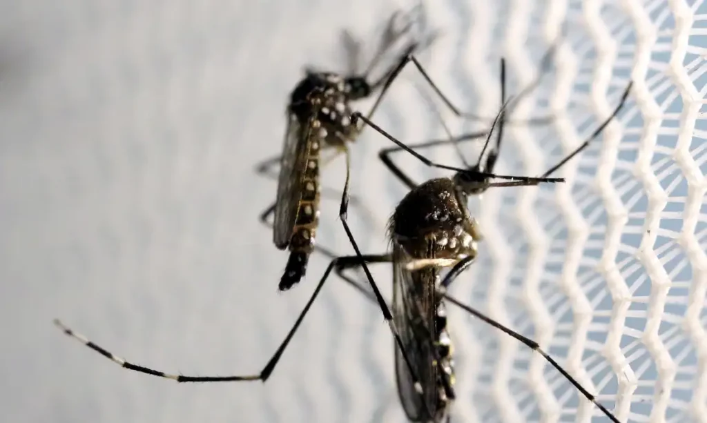 um vírus. Esse vírus é transmitido pela picada de um mosquito silvestre, que viv