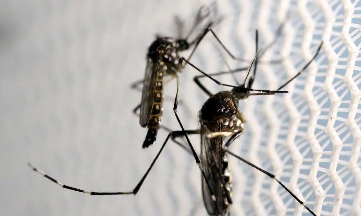 um vírus. Esse vírus é transmitido pela picada de um mosquito silvestre, que viv