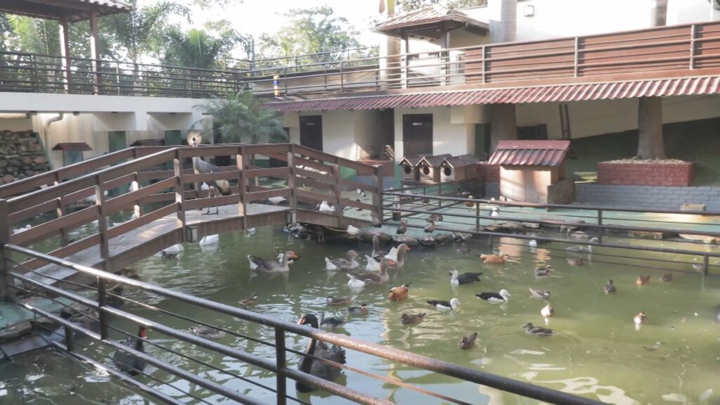 Animais foram resgatados em Ribeirão das Neves Reprodução/TV Globo