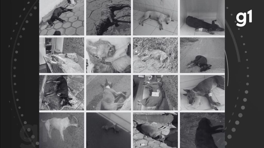 representantes da Associação de Proteção Animal de Salinas e pela Vigilância Amb