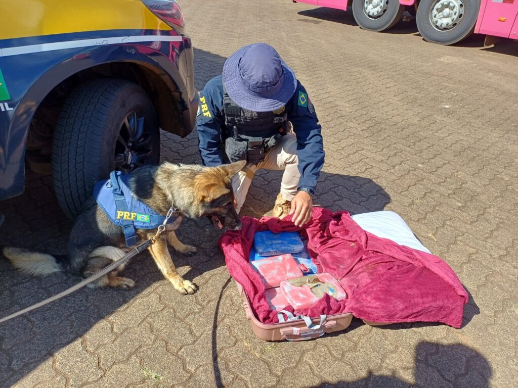 esqueletos de cachorros são encontrados em casa abandonada em MG Cão de faro encontra drogas em mala de passageiro de ônibus em Uberlândia PRF/Divulgação
