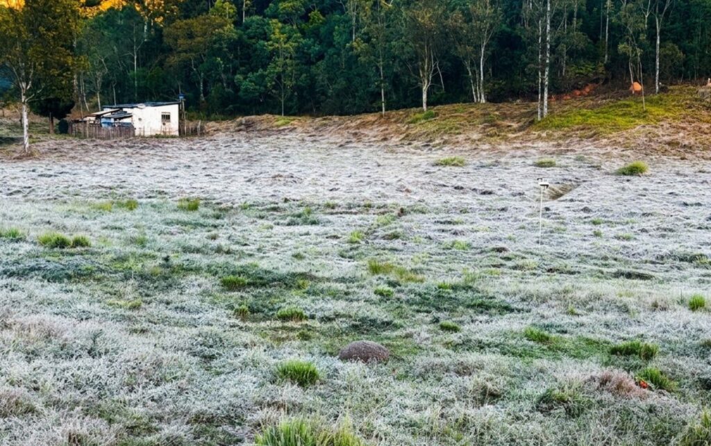Frio intenso provoca geada no Sul de Minas; estações locais registram mínimas abaixo de 1°C