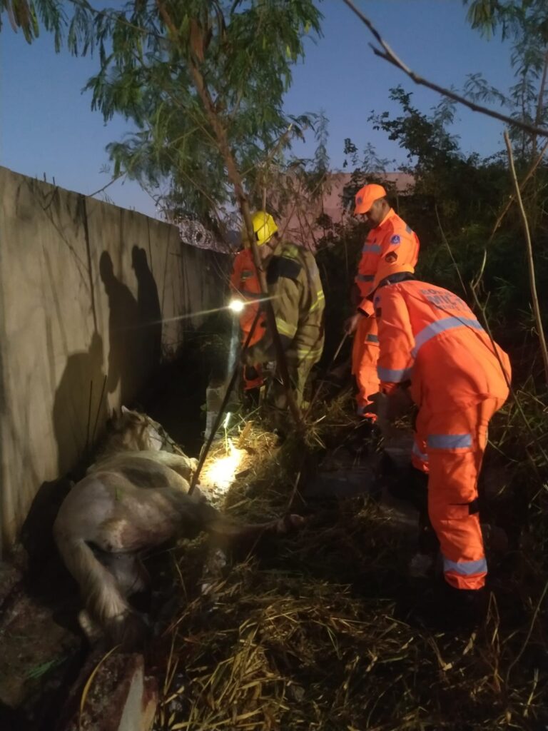 ação, após o resgate, o Curral Municipal foi acionado. Os moradores da região fo