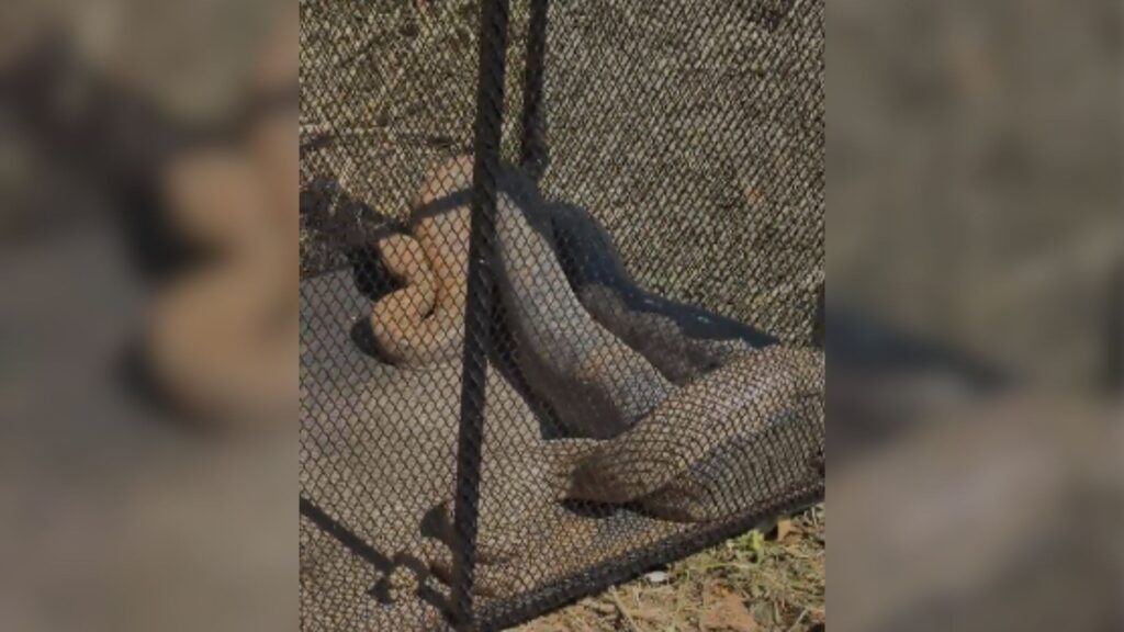 Três cobras foram retiradas de terreno em Carmo do Paranaíba Corpo de Bombeiros/Divulgação
