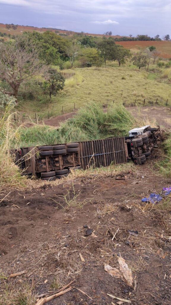 Carreta com gado tomba na Br-262 em Uberaba e causa morte de dezenas de animais