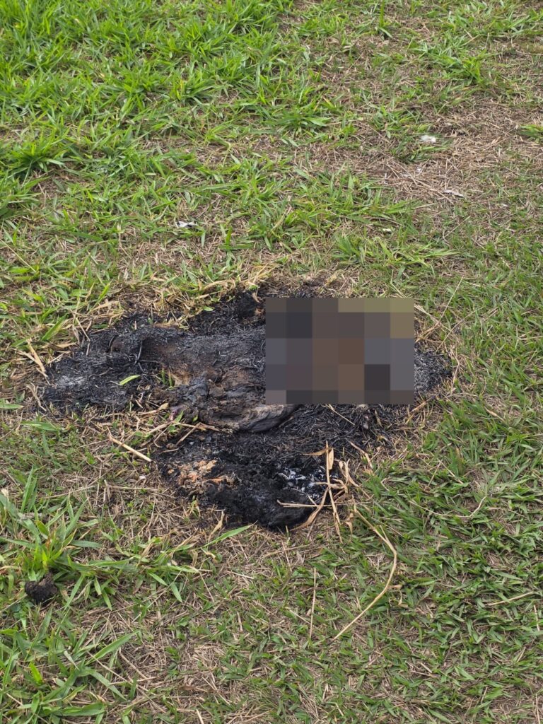 Corpo de capivara é encontrado carbonizado às margens de rio em Juiz de Fora Polícia Civil/Divulgação