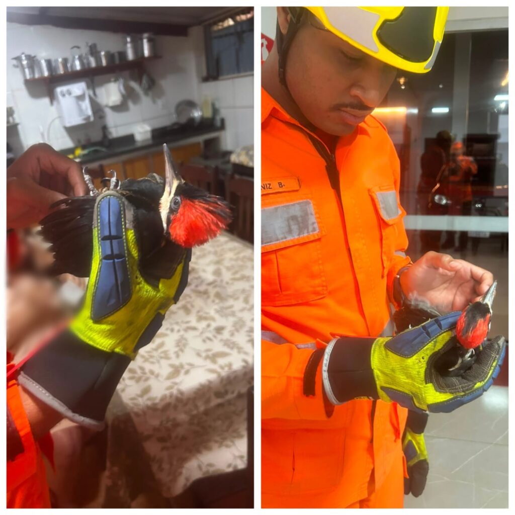 Bombeiros de Unaí resgatam pica-pau ferido e reforçam cuidados com a fauna silvestre