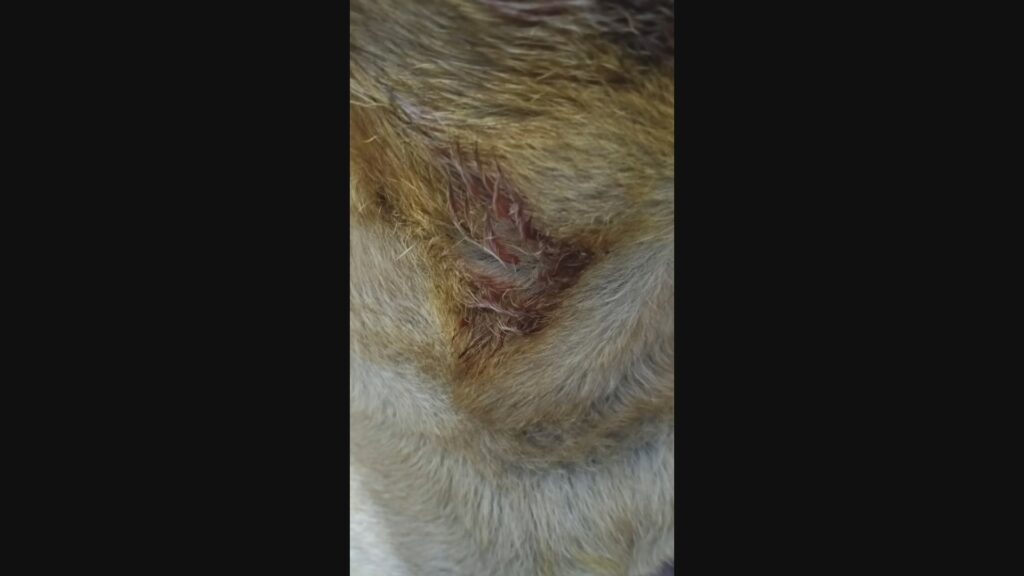 Incidente com pit bull em BH leva a briga generalizada e feridos