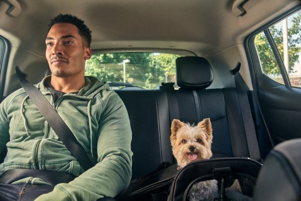 Uber Pet: o guia completo para transportar seu cão ou gato com segurança