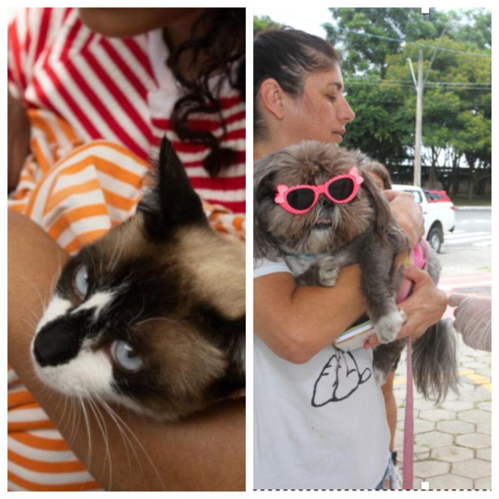 Contagem promove Semana D de vacinação gratuita contra a raiva para cães e gatos