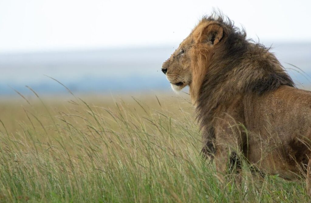 Documentário “Leão” do Disney+ mergulha na jornada de um filhote em busca do trono na savana