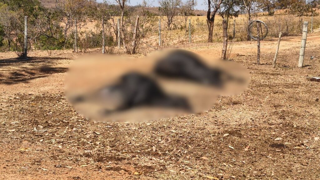 Investigação apura morte de cinco vacas após suspeita de envenenamento em fazenda mineira