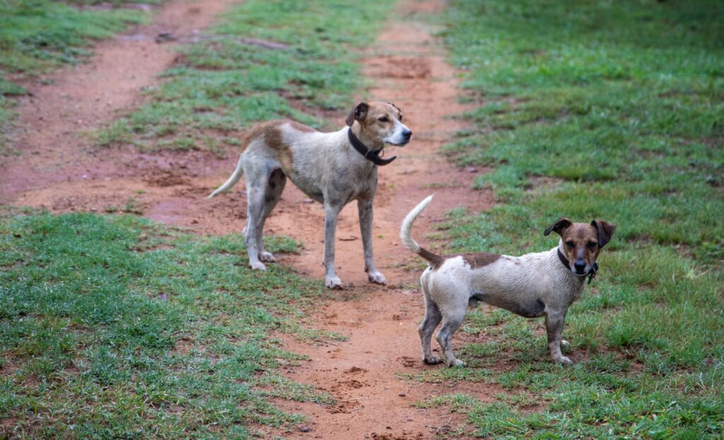 Juiz de Fora inicia vacinação antirrábica para cães e gatos na Zona Rural