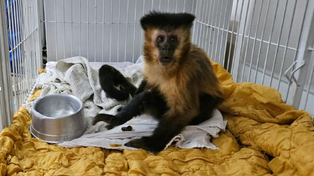 Macaca que desenvolveu diabetes por alimentação humana morre em Uberaba