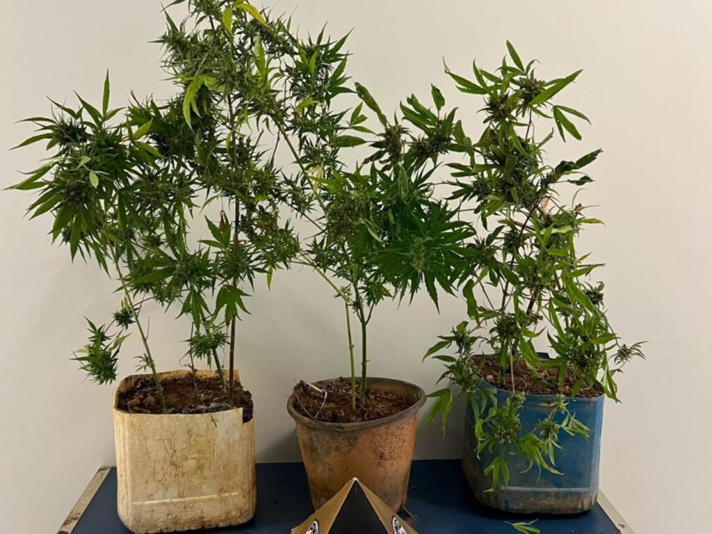Mãe denuncia filho por tráfico e homem é preso com plantação de maconha em José Raydan