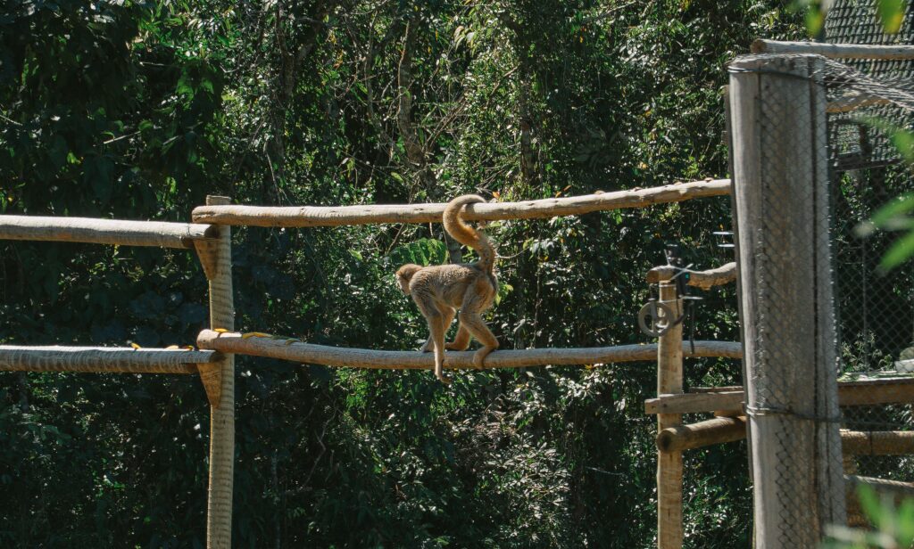 Muriquis-do-norte retornam à natureza em projeto pioneiro de conservação em Minas Gerais