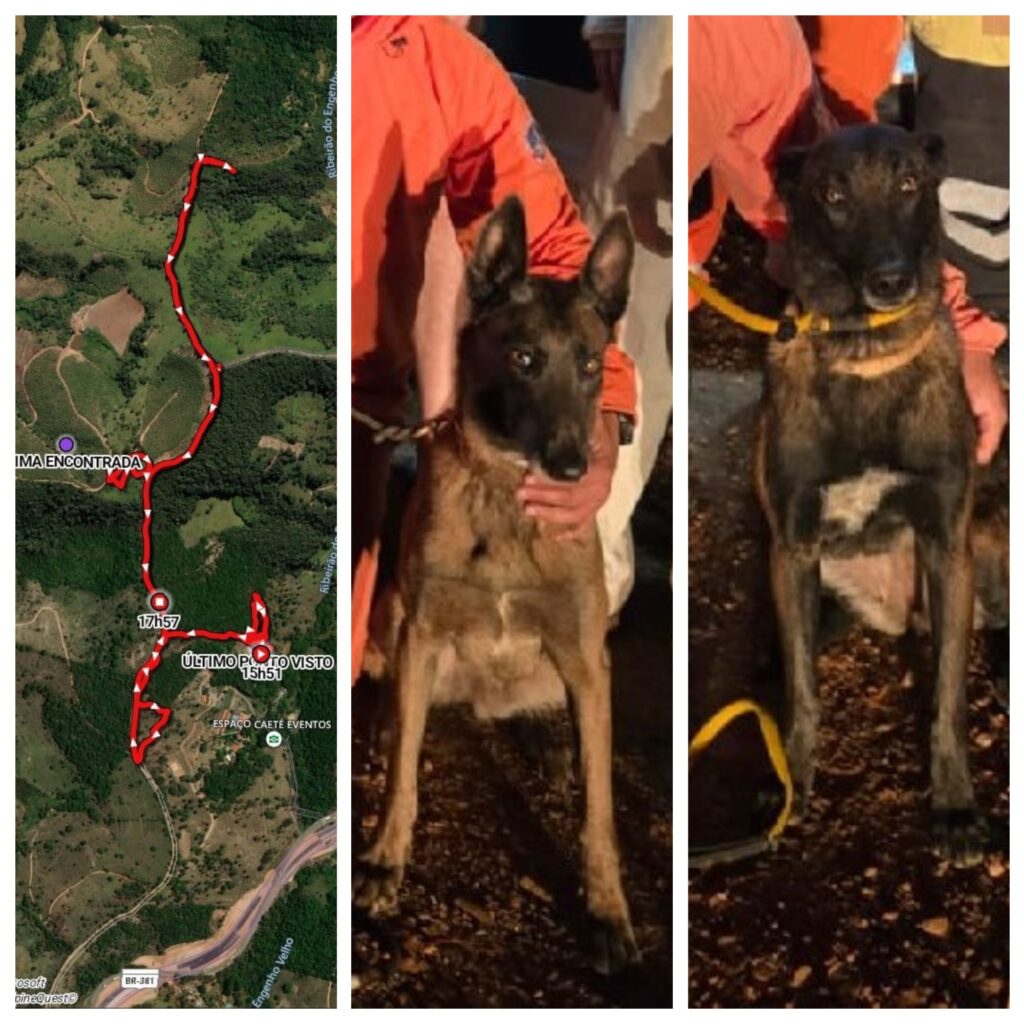 Resgate em Caeté: idosa de 95 anos é encontrada por cães e bombeiros após mais de 24 horas em mata