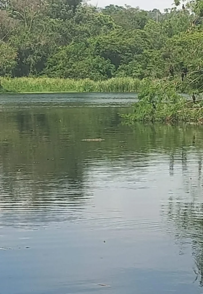 Divinópolis investiga morte de peixes em lagoa particular após sinais de poluição