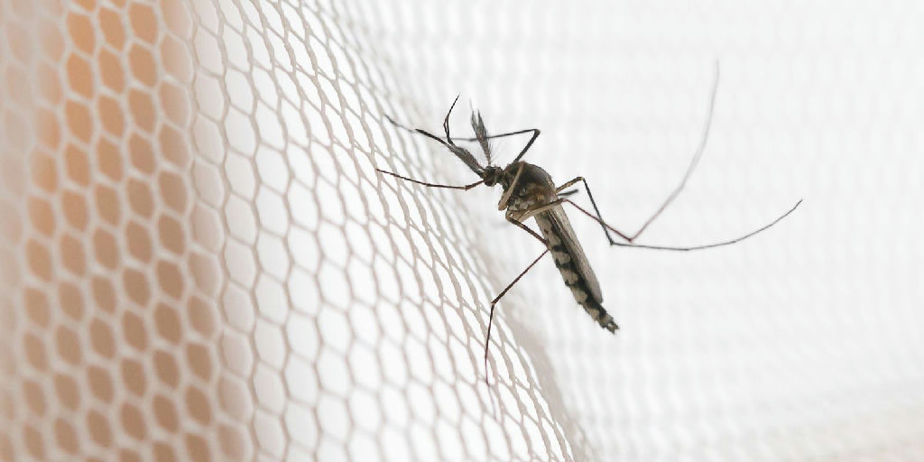 Noroeste de São Paulo registra maior incidência de dengue no estado, revelam dados