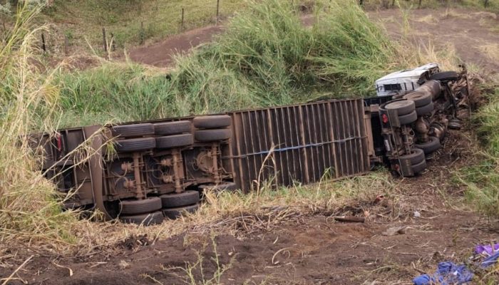 Carreta com gado tomba na Br-262 em Uberaba e causa morte de dezenas de animais