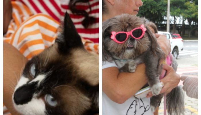 Contagem promove Semana D de vacinação gratuita contra a raiva para cães e gatos