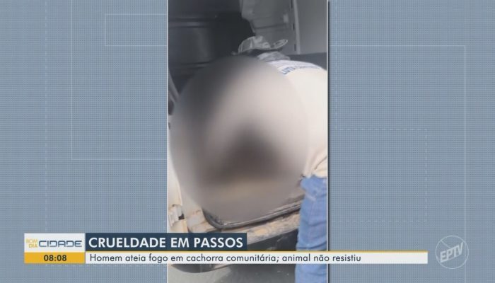 Crueldade animal em Passos: homem incendeia e mata cachorra comunitária