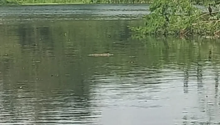 Divinópolis investiga morte de peixes em lagoa particular após sinais de poluição