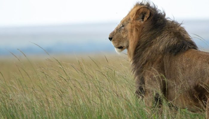 Documentário “Leão” do Disney+ mergulha na jornada de um filhote em busca do trono na savana