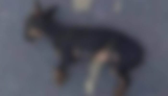Filho denuncia pai por maus-tratos após morte de cachorro em Minas Gerais