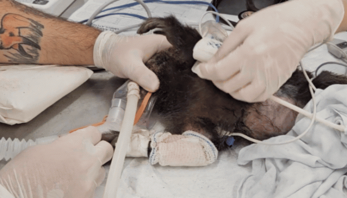 cemig uberlândia falta de energia macaco Reprodução/TV Integra
