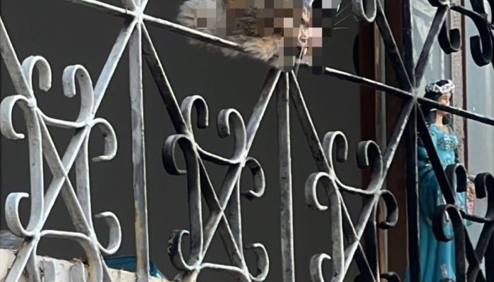 Grade da janela onde a cabeça do gato foi pendurada em Divinópolis Flávio Marra/Divulgação