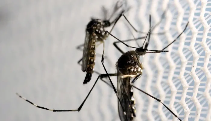 um vírus. Esse vírus é transmitido pela picada de um mosquito silvestre, que viv