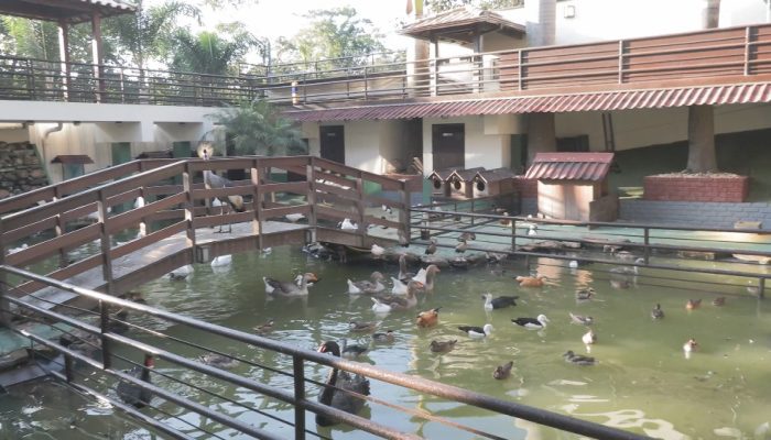 Animais foram resgatados em Ribeirão das Neves Reprodução/TV Globo