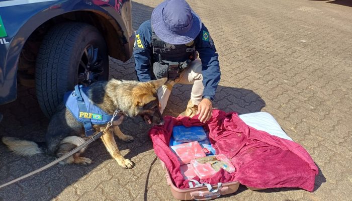 esqueletos de cachorros são encontrados em casa abandonada em MG Cão de faro encontra drogas em mala de passageiro de ônibus em Uberlândia PRF/Divulgação