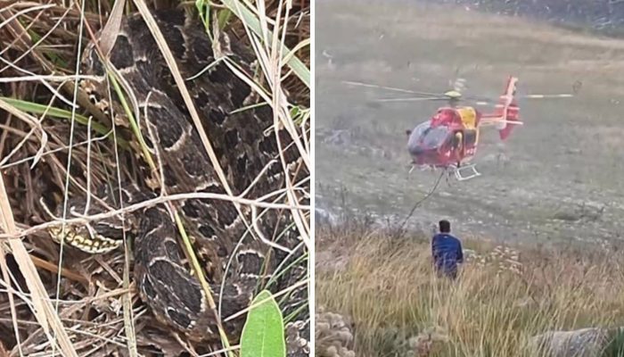 cobra na Serra do Cipó Uma mulher de 39 anos foi resgatada pelo helicóptero do C