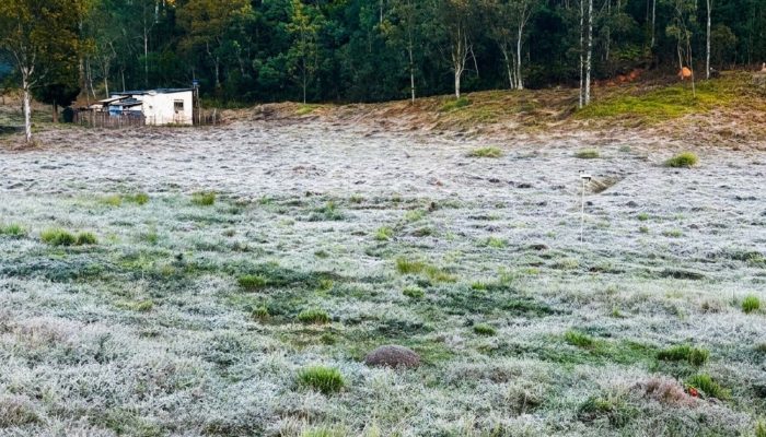 Frio intenso provoca geada no Sul de Minas; estações locais registram mínimas abaixo de 1°C