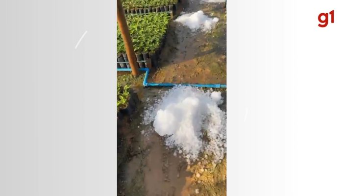 um corredor de terra entre as bancadas de cultivo, onde é possível ver grande qu