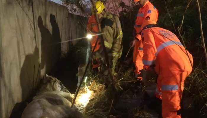 ação, após o resgate, o Curral Municipal foi acionado. Os moradores da região fo