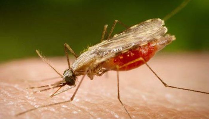 © Portal Biologia/divulgação