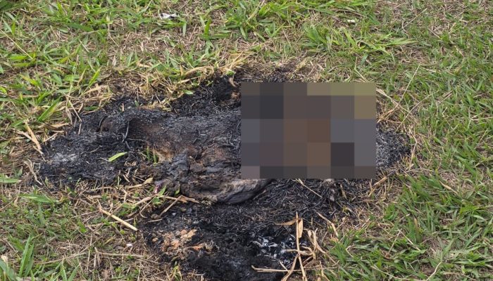 Corpo de capivara é encontrado carbonizado às margens de rio em Juiz de Fora Polícia Civil/Divulgação