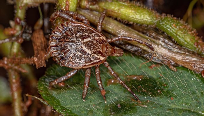febre maculosa e outro caso da doença neste ano. Além disso, um morador de Córre
