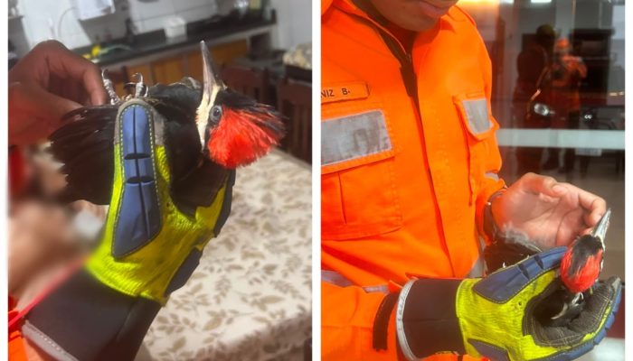 Bombeiros de Unaí resgatam pica-pau ferido e reforçam cuidados com a fauna silvestre