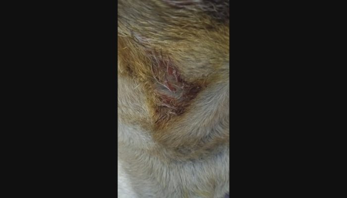 Incidente com pit bull em BH leva a briga generalizada e feridos