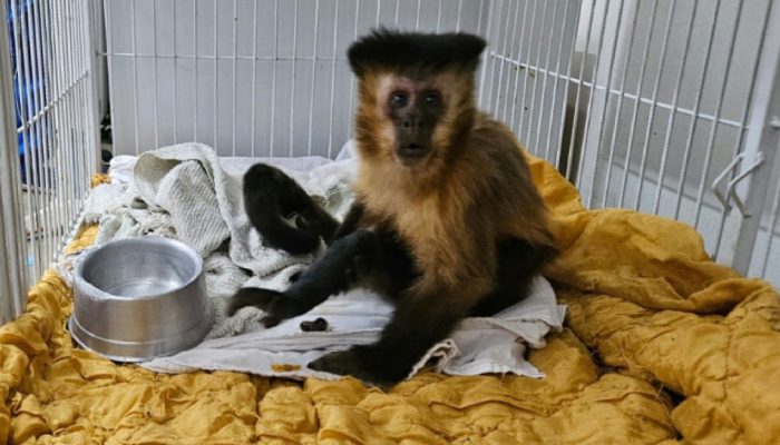 Macaca que desenvolveu diabetes por alimentação humana morre em Uberaba