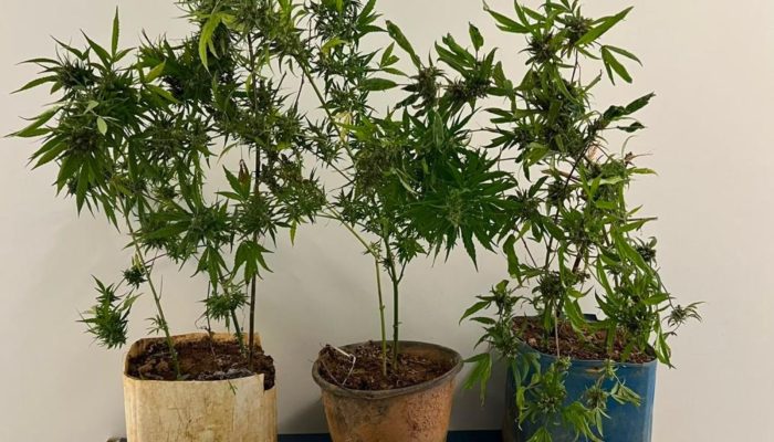 Mãe denuncia filho por tráfico e homem é preso com plantação de maconha em José Raydan