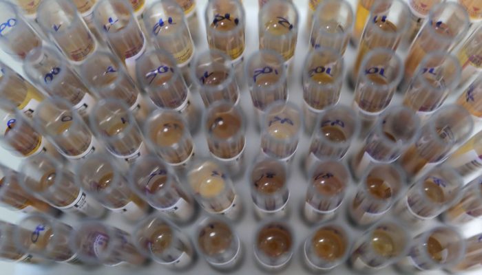 Medicamento do SUS impulsiona queda recorde de malária no Brasil