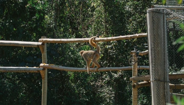 Muriquis-do-norte retornam à natureza em projeto pioneiro de conservação em Minas Gerais
