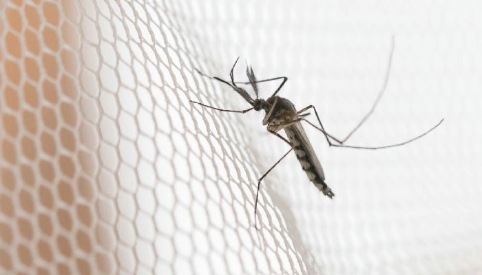 Noroeste de São Paulo registra maior incidência de dengue no estado, revelam dados